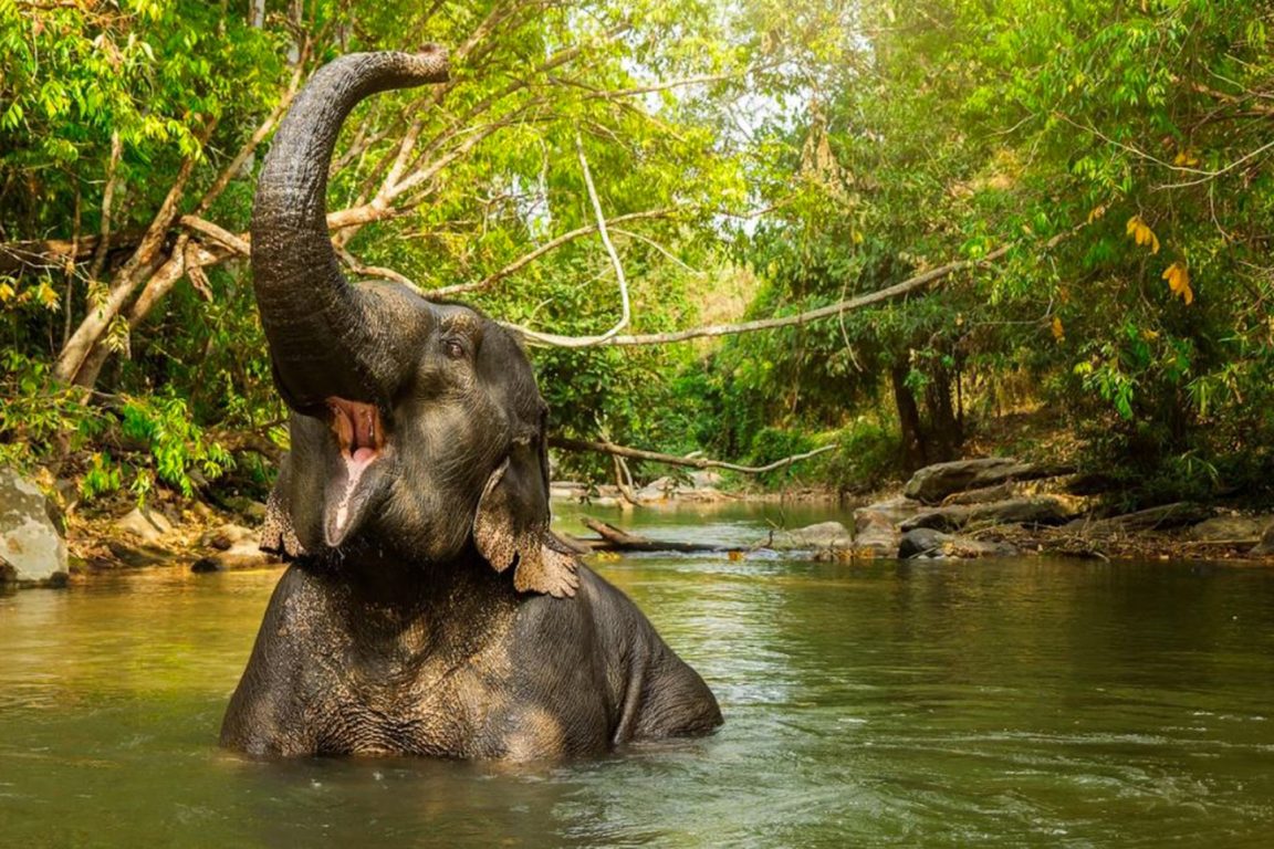 Elephant Sanctuaries Kata Rocks Phuket - 1