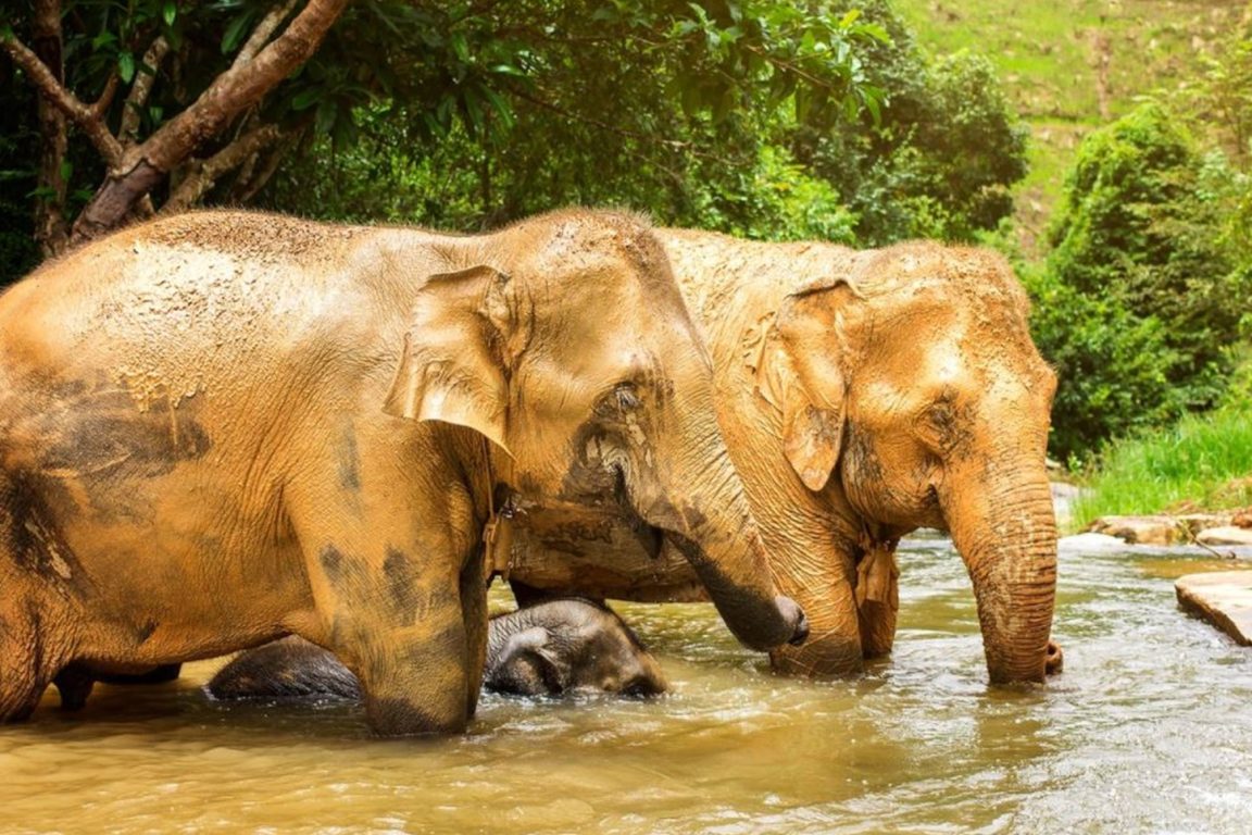 Elephant Sanctuaries Kata Rocks Phuket