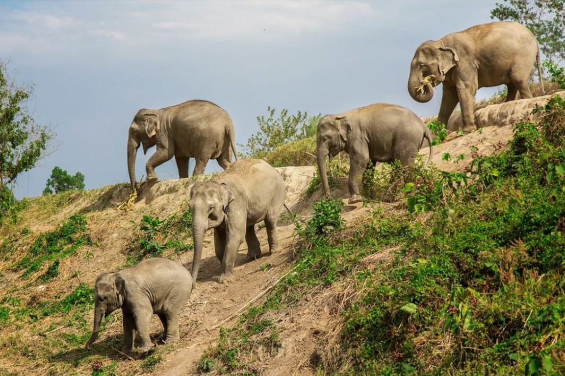 Elephant Sanctuaries Kata Rocks Phuket