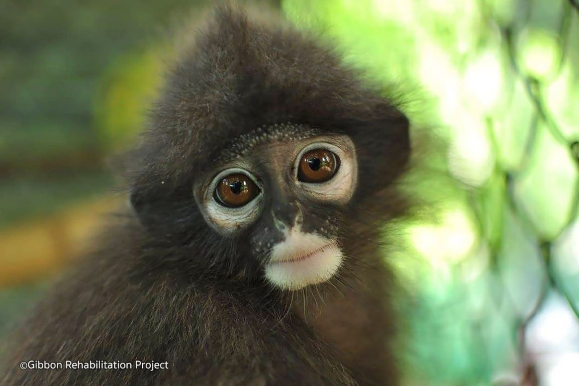 Gibbon 2